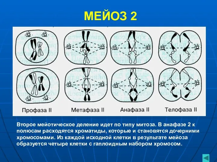 МЕЙОЗ 2 Второе мейотическое деление идет по типу митоза. В