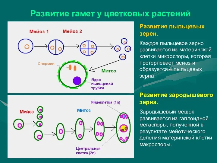 Развитие гамет у цветковых растений Развитие пыльцевых зерен. Каждое пыльцевое зерно развивается из