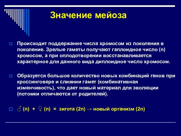 Значение мейоза Происходит поддержание числа хромосом из поколения в поколение. Зрелые гаметы получают