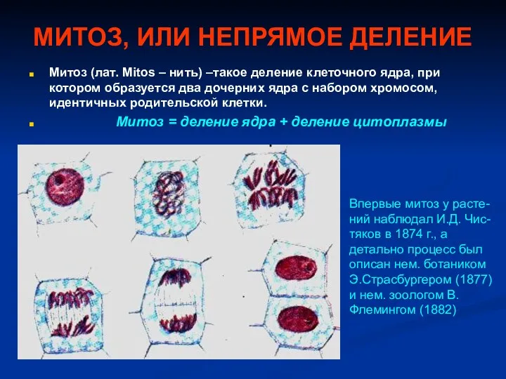 МИТОЗ, ИЛИ НЕПРЯМОЕ ДЕЛЕНИЕ Митоз (лат. Mitos – нить) –такое деление клеточного ядра,