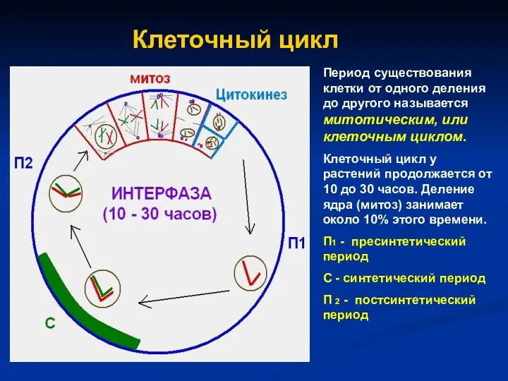 Клеточный цикл Период существования клетки от одного деления до другого называется митотическим, или