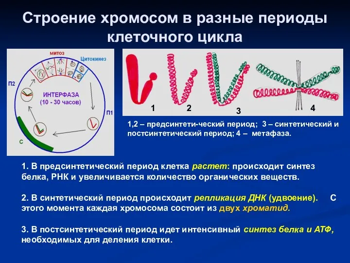 Строение хромосом в разные периоды клеточного цикла 1 2 3 4 1,2 –
