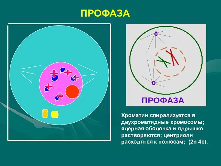 ПРОФАЗА Хроматин спирализуется в двухроматидные хромосомы; ядерная оболочка и ядрышко растворяются; центриоли расходятся