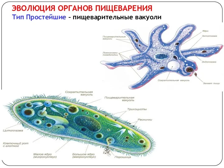 ЭВОЛЮЦИЯ ОРГАНОВ ПИЩЕВАРЕНИЯ Тип Простейшие – пищеварительные вакуоли