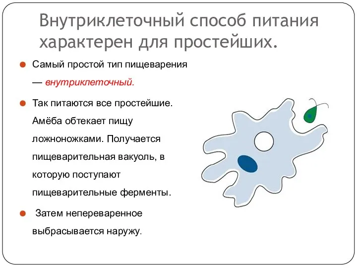 Внутриклеточный способ питания характерен для простейших. Самый простой тип пищеварения