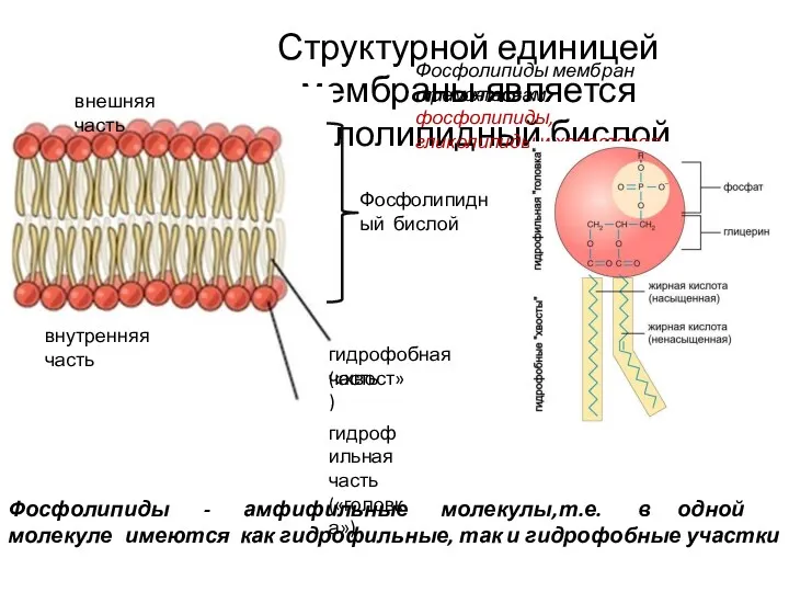 ProPowerPoint.Ru Фосфолипиды - амфифильные молекулы, т.е. в одной молекуле имеются