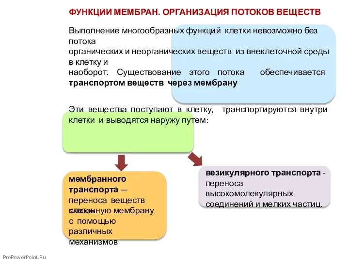 ФУНКЦИИ МЕМБРАН. ОРГАНИЗАЦИЯ ПОТОКОВ ВЕЩЕСТВ Выполнение многообразных функций клетки невозможно