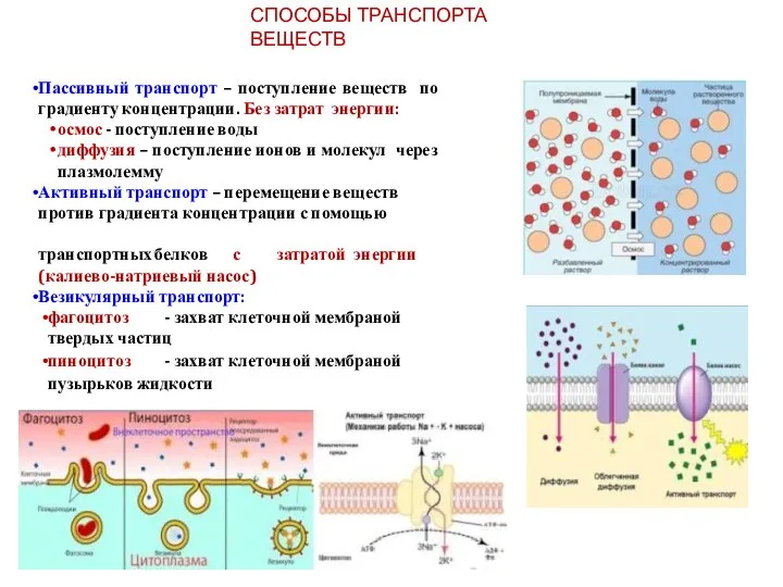 ProPowerPoint.Ru СПОСОБЫ ТРАНСПОРТА ВЕЩЕСТВ Пассивный транспорт – поступление веществ по