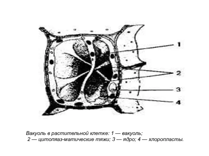 Вакуоль в растительной клетке: 1 — вакуоль; 2 — цитопяаз-матические