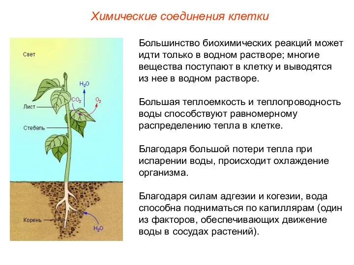 Химические соединения клетки Большинство биохимических реакций может идти только в