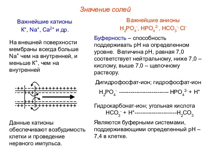 Значение солей Важнейшие анионы Н2РО4-, НРО42-, НСО3-, Сl- Важнейшие катионы