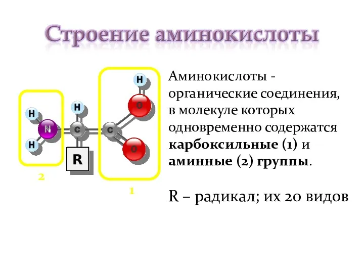 Аминокислоты -органические соединения, в молекуле которых одновременно содержатся карбоксильные (1)