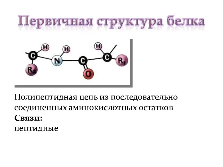 Полипептидная цепь из последовательно соединенных аминокислотных остатков Связи: пептидные