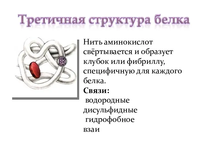 Нить аминокислот свёртывается и образует клубок или фибриллу, специфичную для