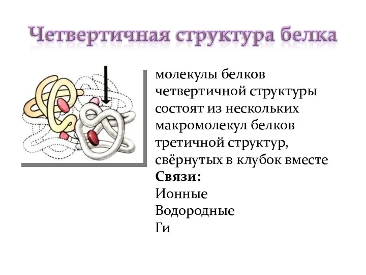 молекулы белков четвертичной структуры состоят из нескольких макромолекул белков третичной