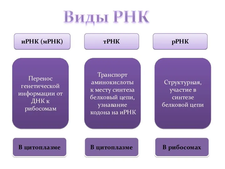 иРНК (мРНК) тРНК рРНК Перенос генетической информации от ДНК к