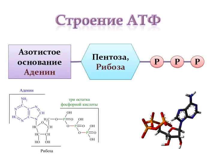 Азотистое основание Аденин Пентоза, Рибоза Р Р Р