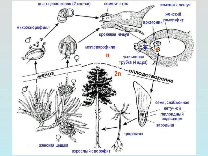 взрослый спорофит проросток семя, снабженное летучкой гаплоидный эндосперм зародыш женская