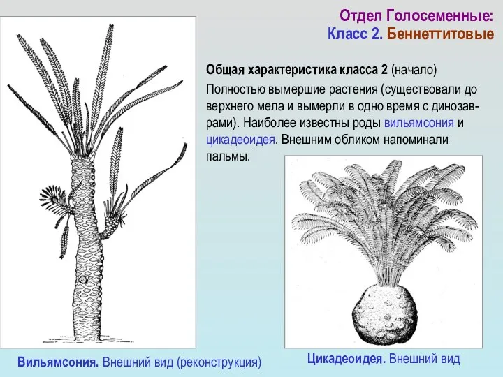 Общая характеристика класса 2 (начало) Полностью вымершие растения (существовали до