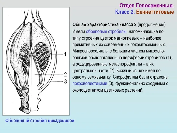 Общая характеристика класса 2 (продолжение) Имели обоеполые стробилы, напоминающие по