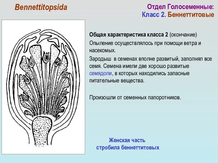 Общая характеристика класса 2 (окончание) Опыление осуществлялось при помощи ветра