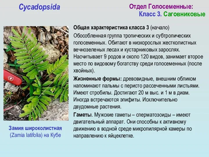 Общая характеристика класса 3 (начало) Обособленная группа тропических и субтропических