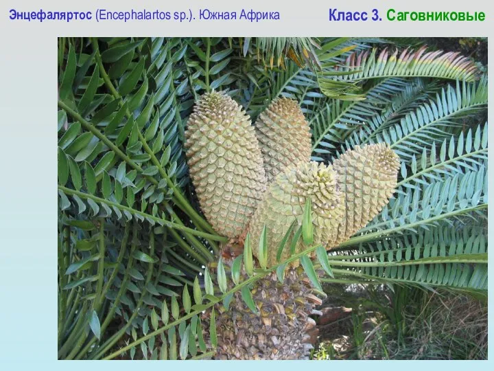 Энцефаляртос (Encephalartos sp.). Южная Африка Класс 3. Саговниковые