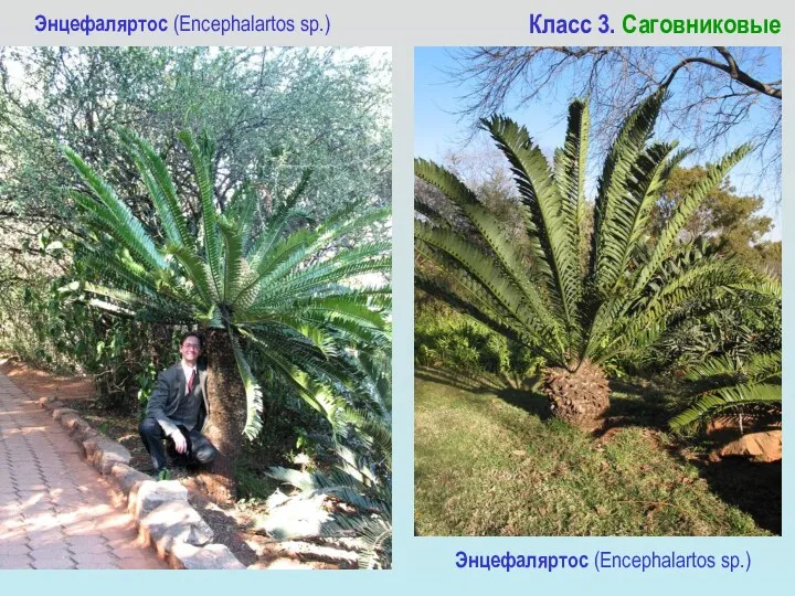 Энцефаляртос (Encephalartos sp.) Класс 3. Саговниковые Энцефаляртос (Encephalartos sp.)