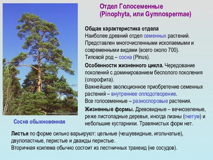 Отдел Голосеменные (Pinophyta, или Gymnospermae) Общая характеристика отдела Наиболее древний