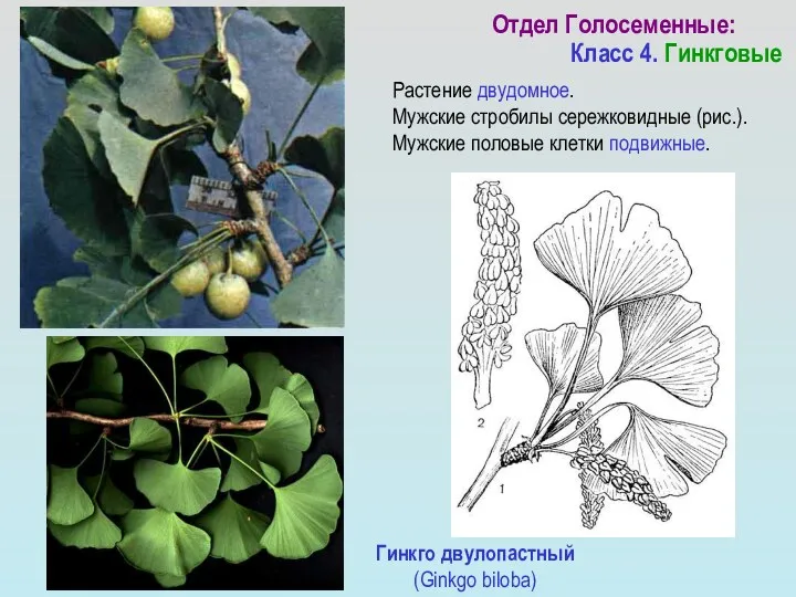 Гинкго двулопастный (Ginkgo biloba) Отдел Голосеменные: Класс 4. Гинкговые Растение