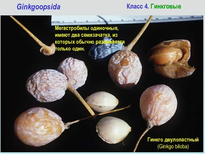 Класс 4. Гинкговые Ginkgoopsida Мегастробилы одиночные, имеют два семязачатка, из