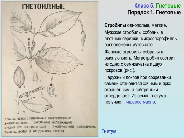 Класс 5. Гнетовые Порядок 1. Гнетовые Стробилы однополые, мелкие. Мужские