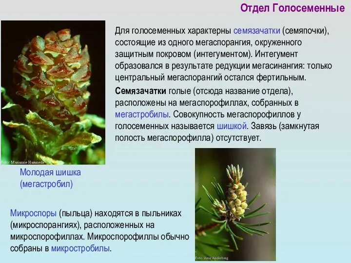 Отдел Голосеменные Для голосеменных характерны семязачатки (семяпочки), состоящие из одного