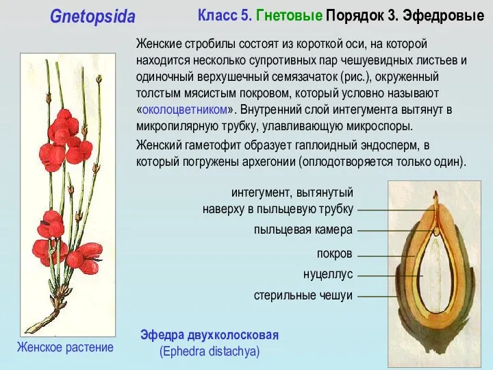 Класс 5. Гнетовые Порядок 3. Эфедровые Gnetopsida Женские стробилы состоят