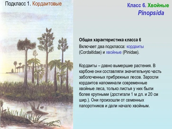 Класс 6. Хвойные Pinopsida Общая характеристика класса 6 Включает два