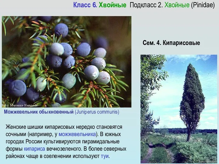 Можжевельник обыкновенный (Juniperus communis) Женские шишки кипарисовых нередко становятся сочными