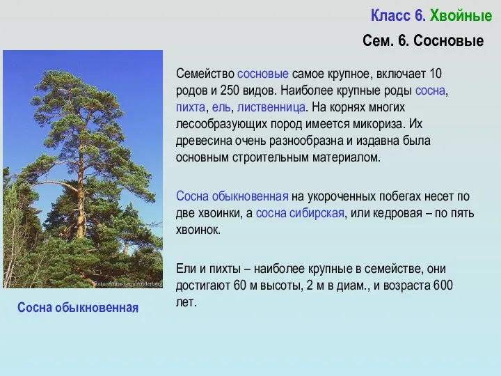 Класс 6. Хвойные Семейство сосновые самое крупное, включает 10 родов