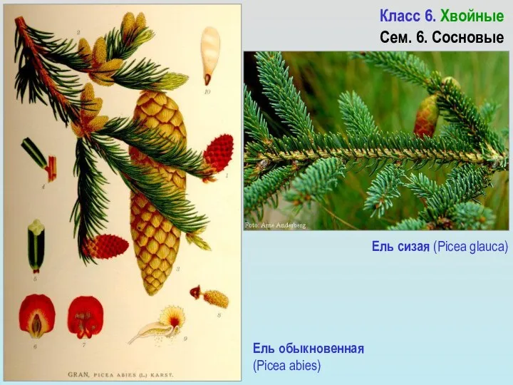 Ель сизая (Picea glauca) Класс 6. Хвойные Сем. 6. Сосновые Ель обыкновенная (Picea abies)