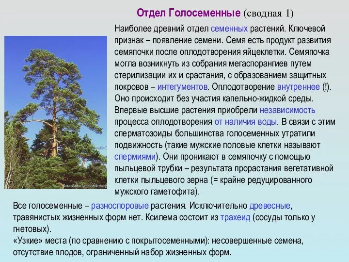 Отдел Голосеменные (сводная 1) Наиболее древний отдел семенных растений. Ключевой