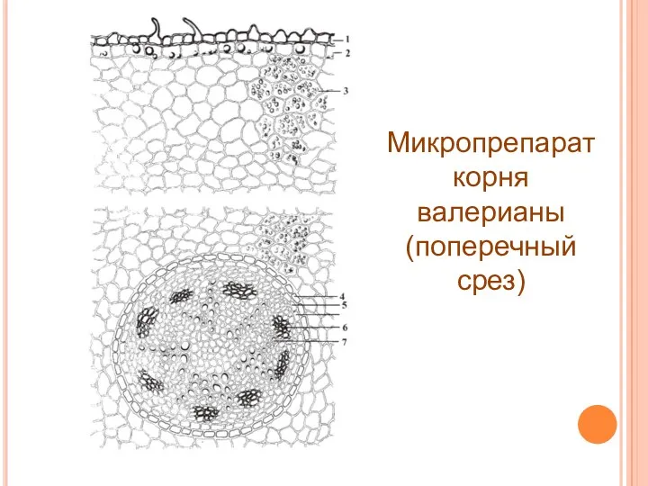 Микропрепарат корня валерианы (поперечный срез)