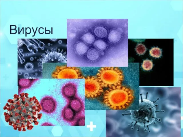 Вирусы