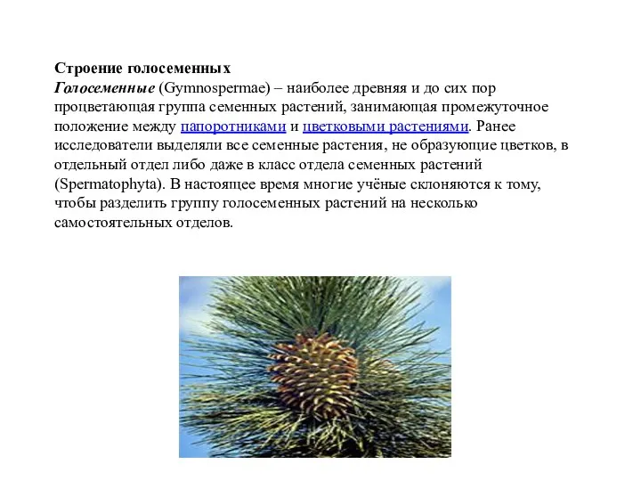 Строение голосеменных Голосеменные (Gymnospermae) – наиболее древняя и до сих