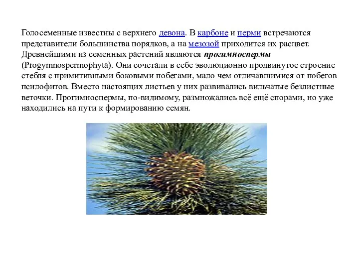 Голосеменные известны с верхнего девона. В карбоне и перми встречаются