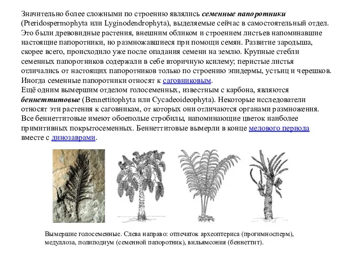 Значительно более сложными по строению являлись семенные папоротники (Pteridospermophyta или