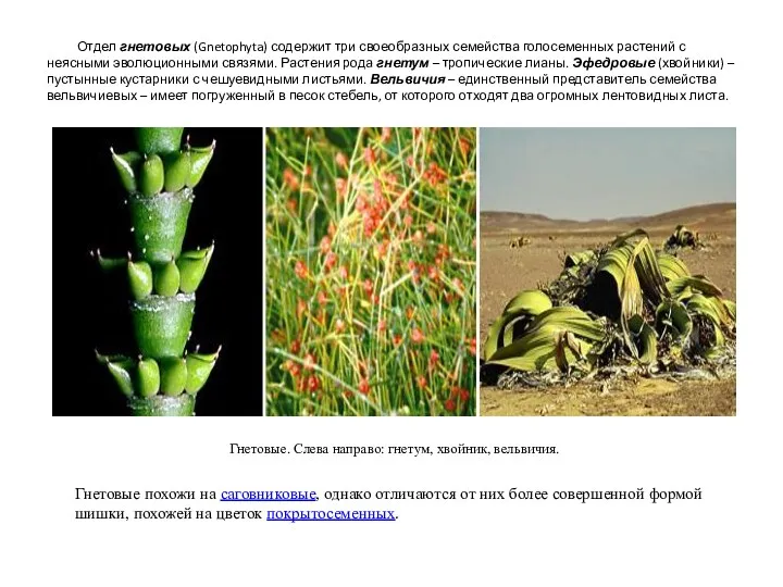 Отдел гнетовых (Gnetophyta) содержит три своеобразных семейства голосеменных растений с