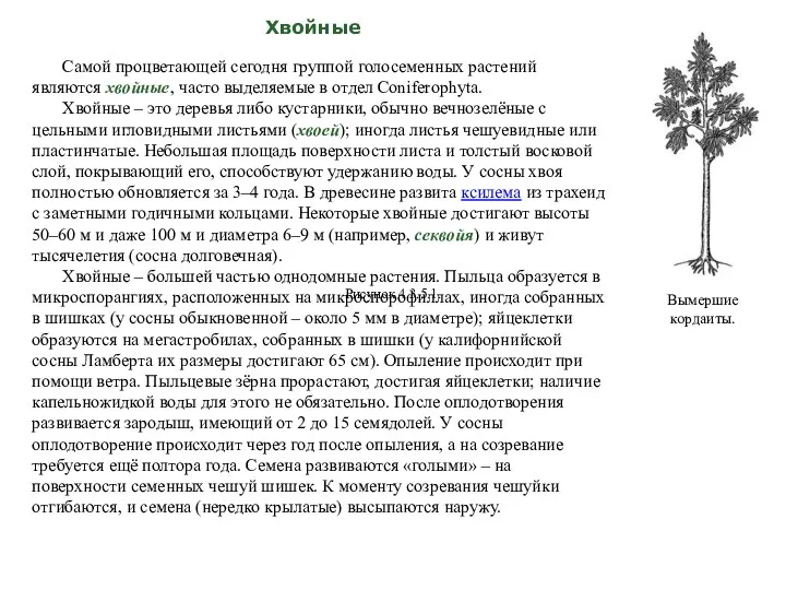 Хвойные Самой процветающей сегодня группой голосеменных растений являются хвойные, часто