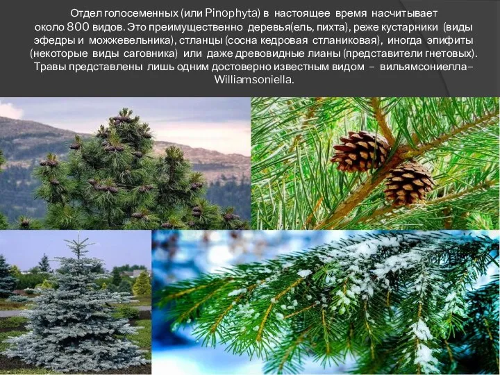 Отдел голосеменных (или Pinophyta) в настоящее время насчитывает около 800