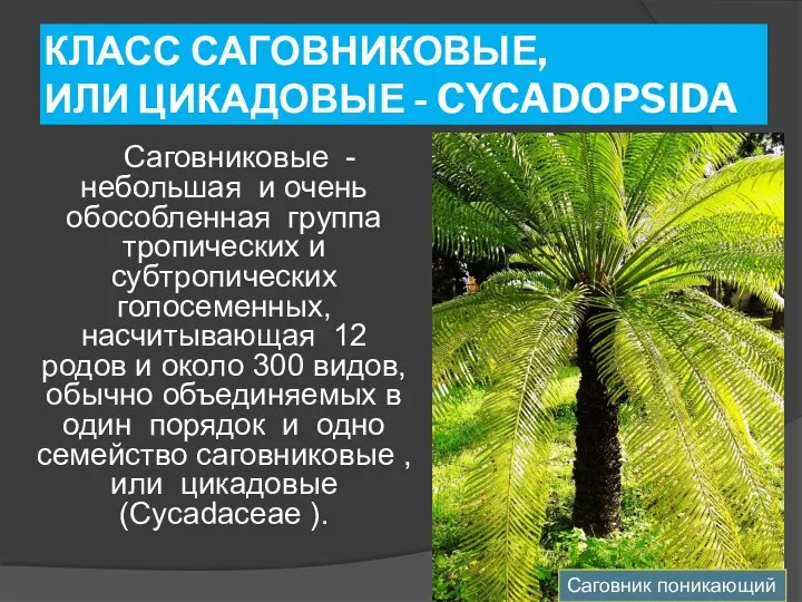 КЛАСС САГОВНИКОВЫЕ, ИЛИ ЦИКАДОВЫЕ - CYCADOPSIDA Саговниковые - небольшая и