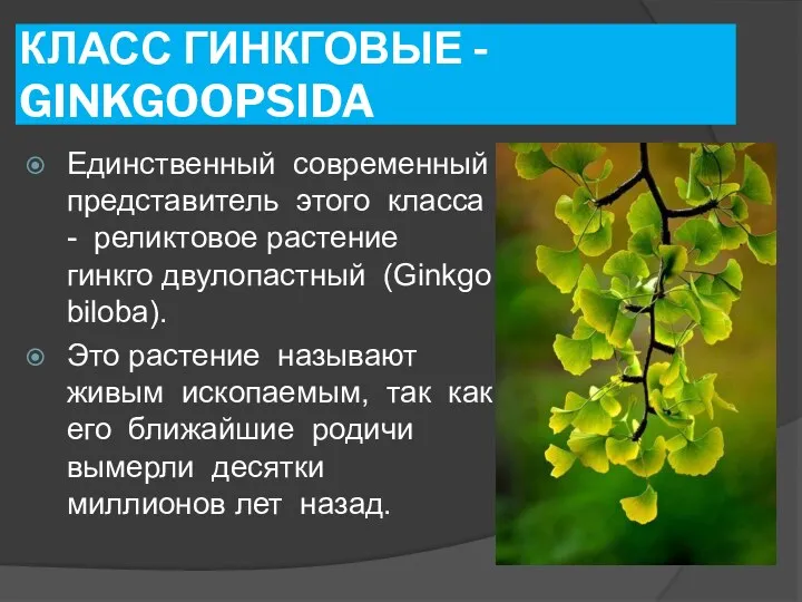 КЛАСС ГИНКГОВЫЕ - GINKGOOPSIDA Единственный современный представитель этого класса -