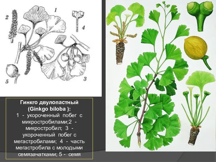 Гинкго двулопастный (Ginkgo biloba ): 1 - укороченный побег с